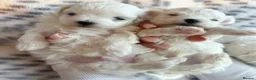 Maltese dogs for sale: Maltese pups kc reg - Advert 7