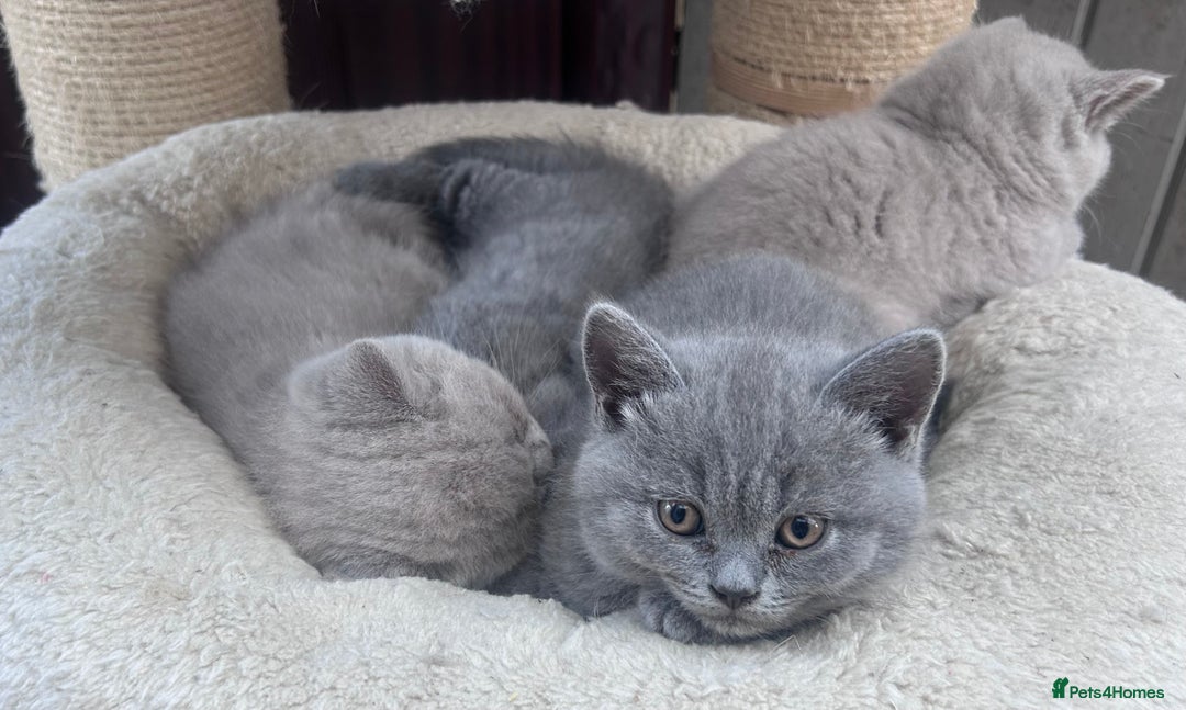 British Shorthair cats for sale: Tica Registered British Shorthairs  - Image 6