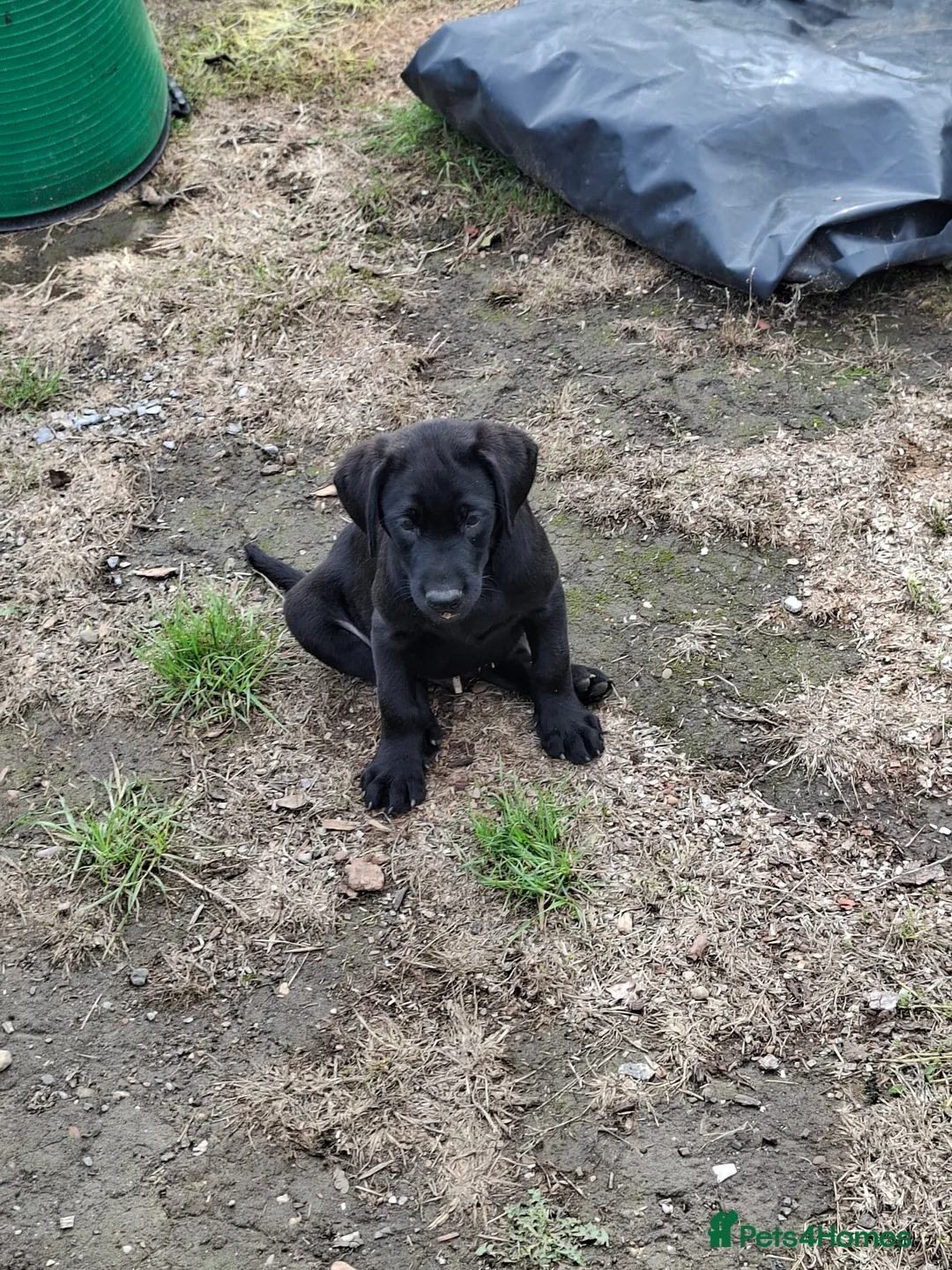 Labrador Retriever dogs for sale: Lab pups  in Lincoln - Advert 2