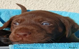 Labrador Retriever dogs for sale: Fox Red Labradors Ready now!!!! - Image 15