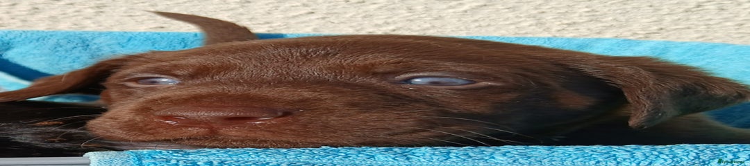 Labrador Retriever chocolate 