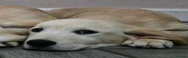 Golden Retriever 2