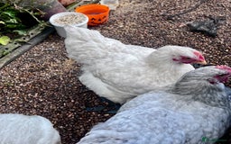 Chickens poultry for sale: Orphington lavender cuckoo  - Image 5