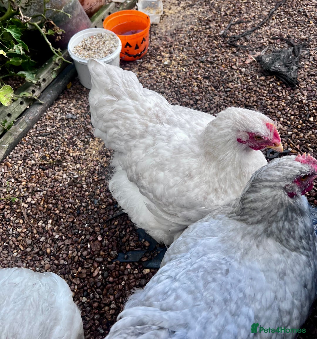 Chickens poultry for sale: Orphington lavender cuckoo  - Image 5