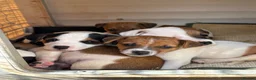 Jack Russell dogs for sale: 6 beautiful Jack russle puppies  in Bristol - Advert 1