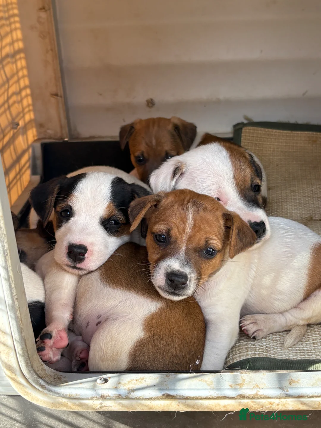 Jack Russell dogs for sale: 6 beautiful Jack russle puppies  in Bristol - Advert 1