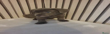 Mixed Breed Puppy 3