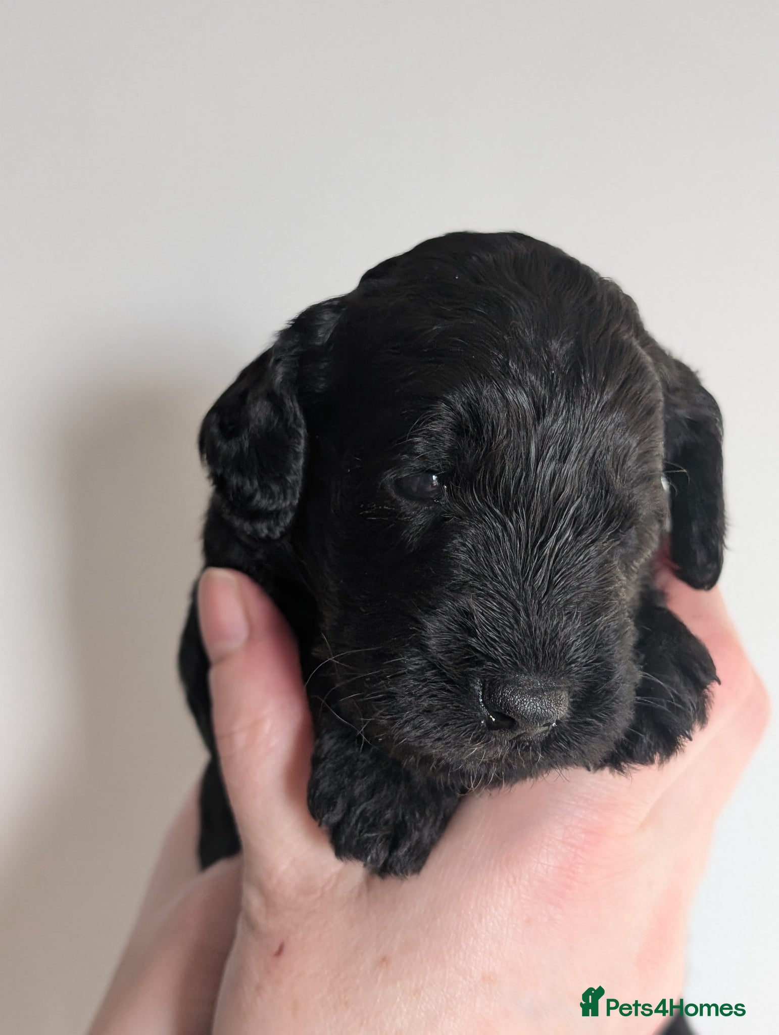 Labradoodle dogs for sale: Unique Labradoodles - Merle, Phantom, Black, Red - Advert 12