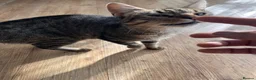 Mixed Breed cats for sale: Tabby Young Cat to Rehome - Advert 4