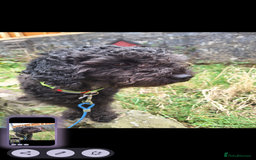 Poochon dogs for sale: 2 year old poochon boy in need of forever home  - Image 2