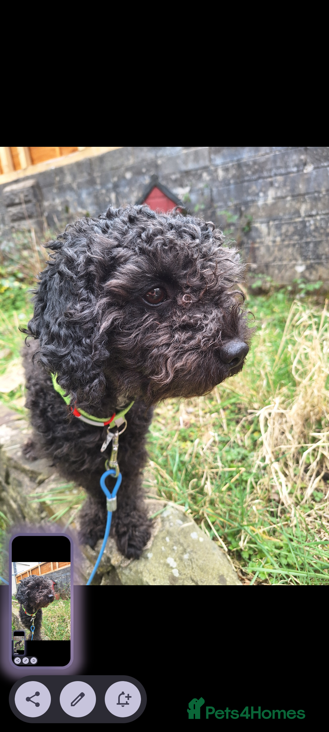 Poochon dogs for sale: 2 year old poochon boy in need of forever home  - Image 2