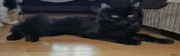 Mixed Breed cats for adoption: Young female rescue black cat - Advert 2