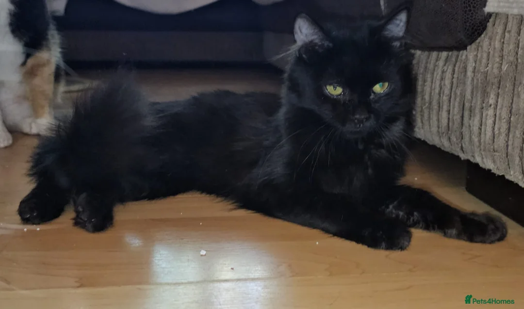 Mixed Breed cats for adoption: Young female rescue black cat - Advert 2