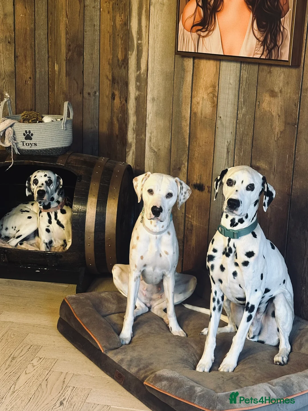 Dalmatian dogs for sale: KC Lemon Dalmatian Pups Due March - Advert 4