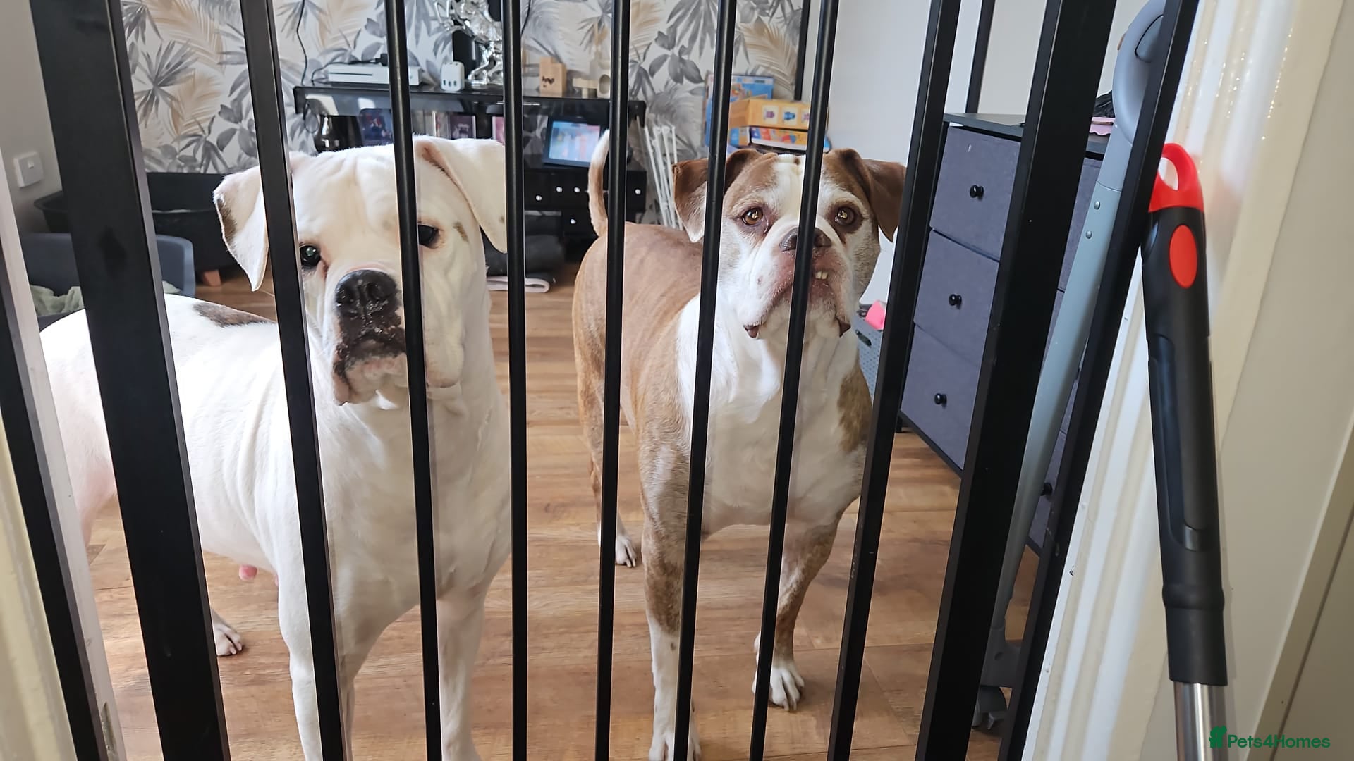 American Bulldog dogs for sale: American bulldog puppies  in Walsall - Advert 9