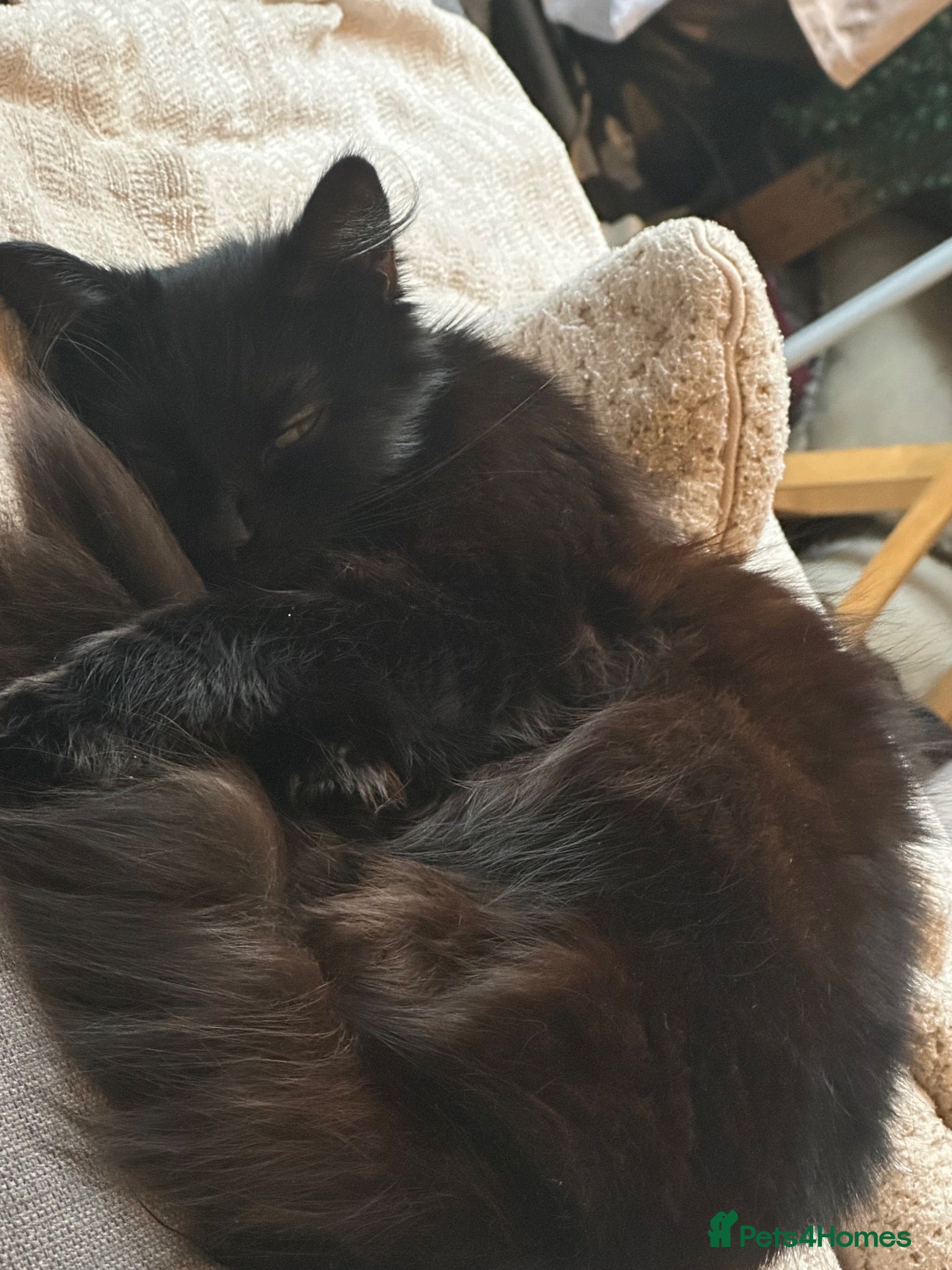 British Longhair cats Beautiful cat looking for forever home - Advert 1