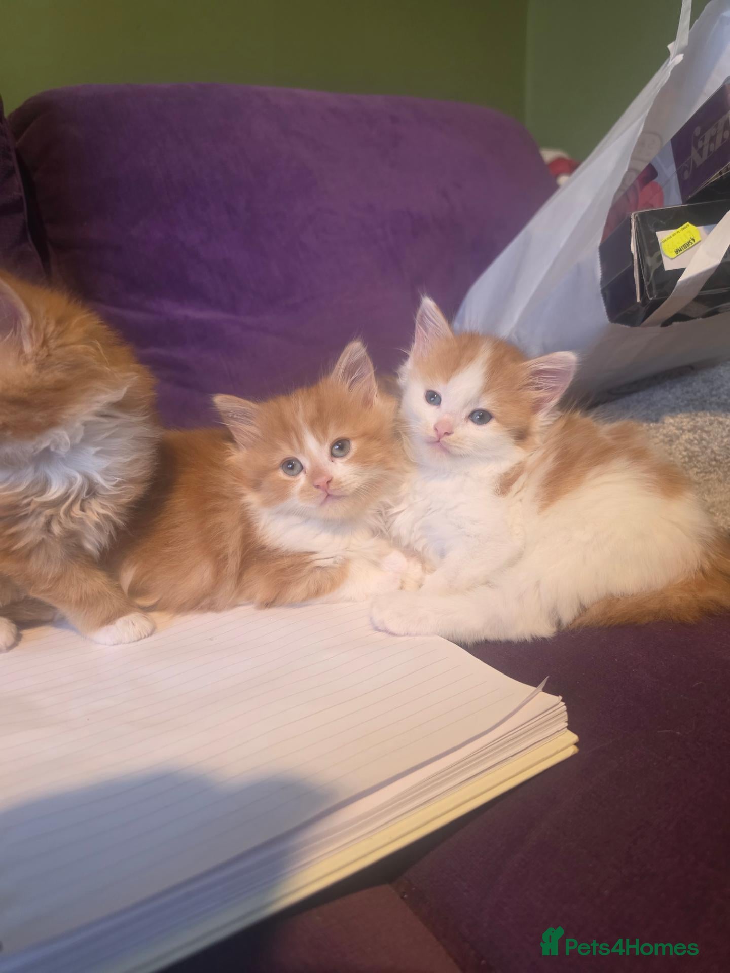 Mixed Breed cats Gorgeous Main Cooon-Persian Mix Kittens  - Advert 2