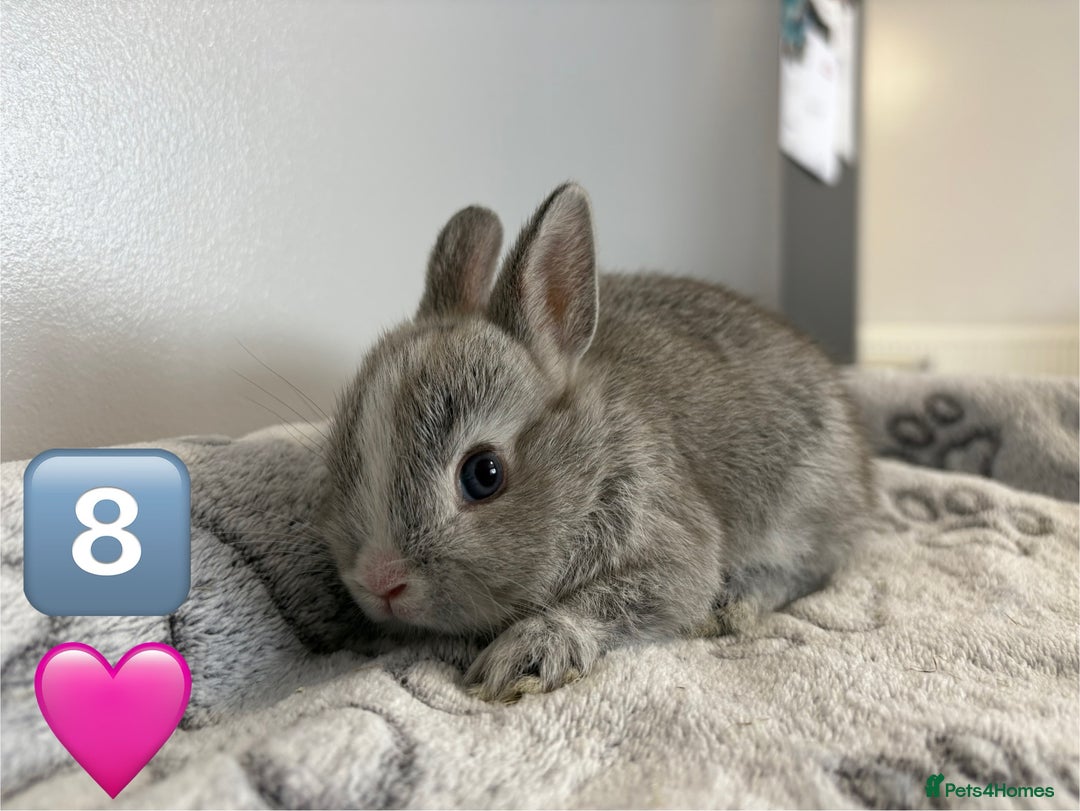 Netherland Dwarf rabbits for sale: 14 x Netherland Dwarf Bunnies 🐰🏡 🥰  - Image 18