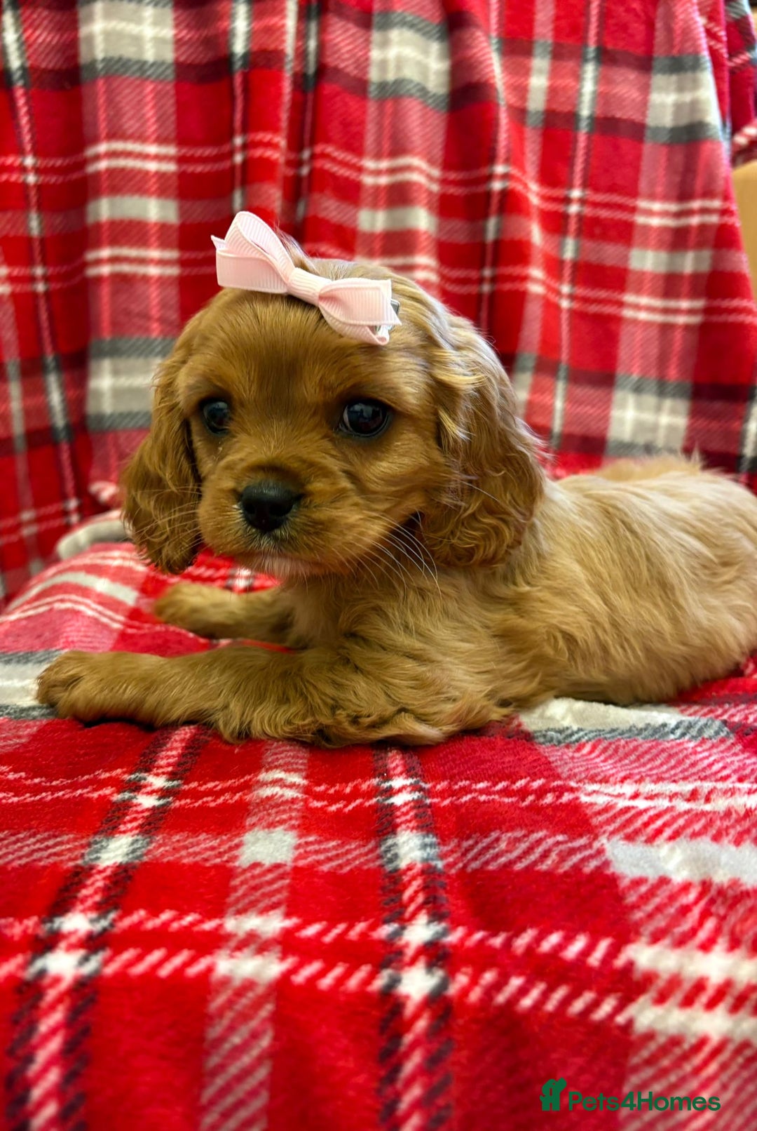 Cavalier King Charles Spaniel dogs for sale: Beautiful Cavalier King Charles babies ❤️ - Advert 27