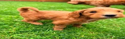 Australian Labradoodle dogs for sale: READY TO GO Australian Labradoodle x Cockapoo Pupp - Advert 13