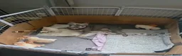 French Bulldog dogs for sale: Stunning French bulldog pups - Advert 7