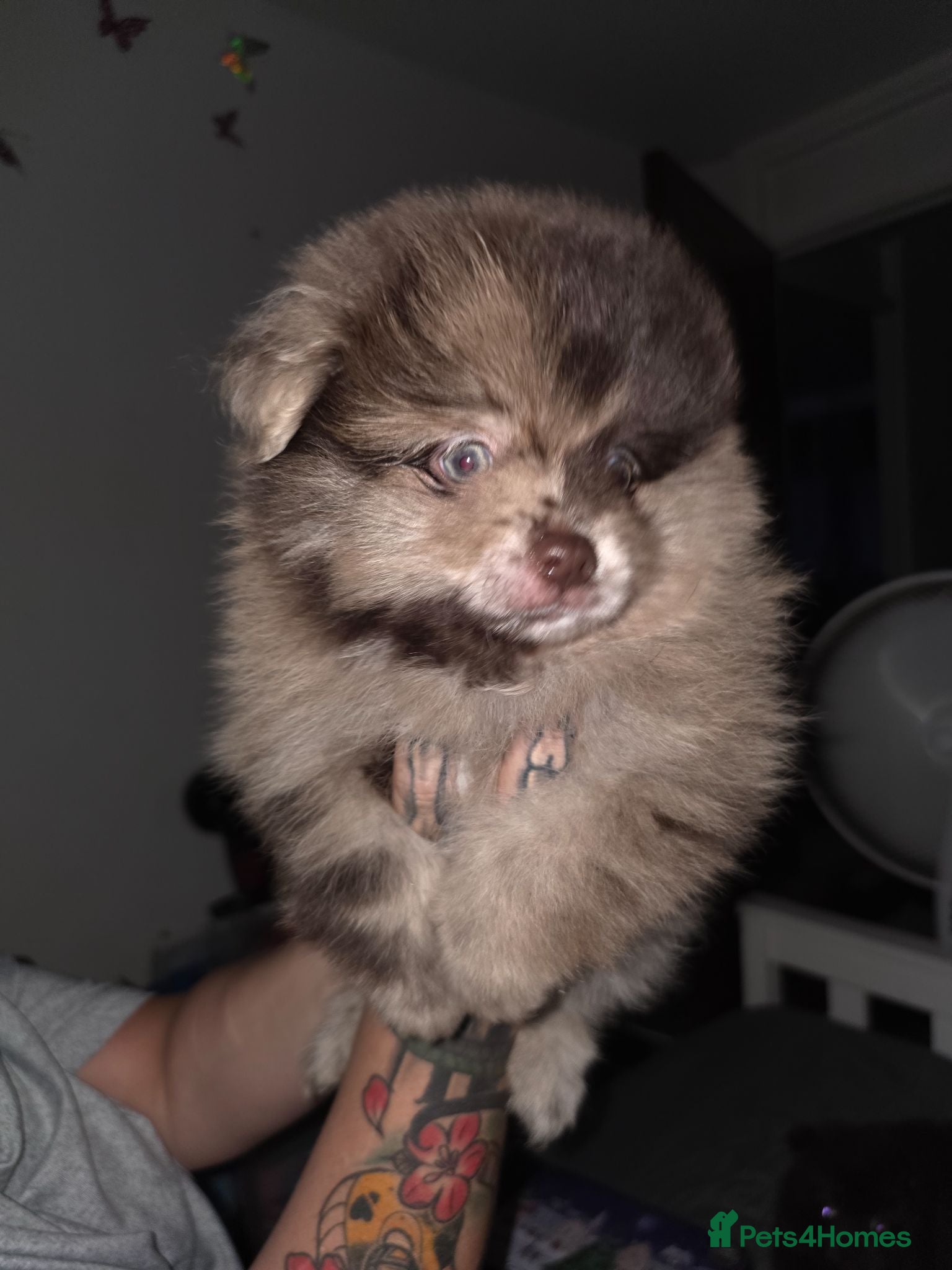 Pomeranian dogs Beautiful teddy bear poms  - Advert 17
