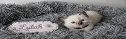 Ragdoll cats for sale: Beautiful Ragdoll-Mix Kittens - NOT TICA/FIFe reg. - Advert 3