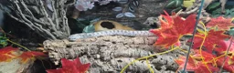 Snake reptiles for sale: 2yr old male hognose  - Advert 3