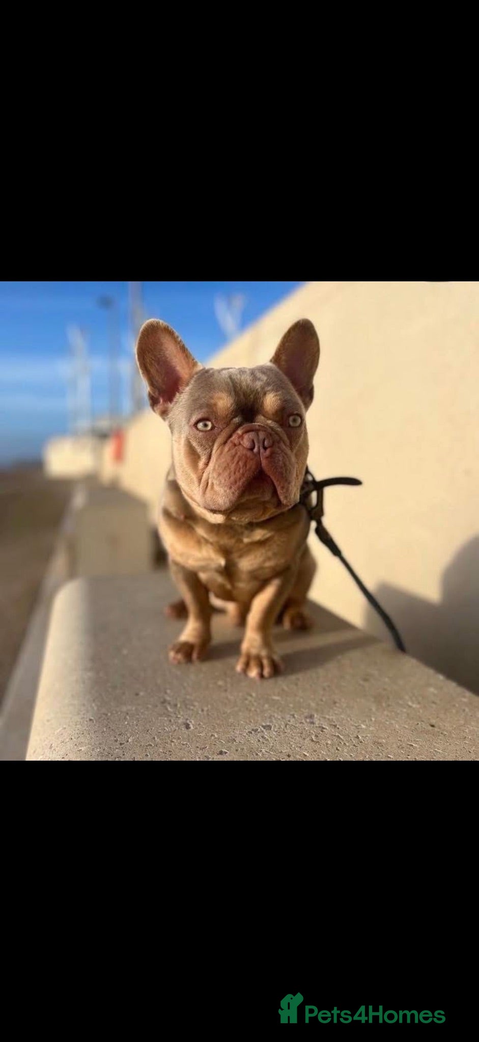 French Bulldog dogs Available Stud Dog - Advert 1
