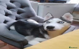 Siberian Husky dogs for sale: ONLY 3 PUPPIES LEFT!!! - Image 14