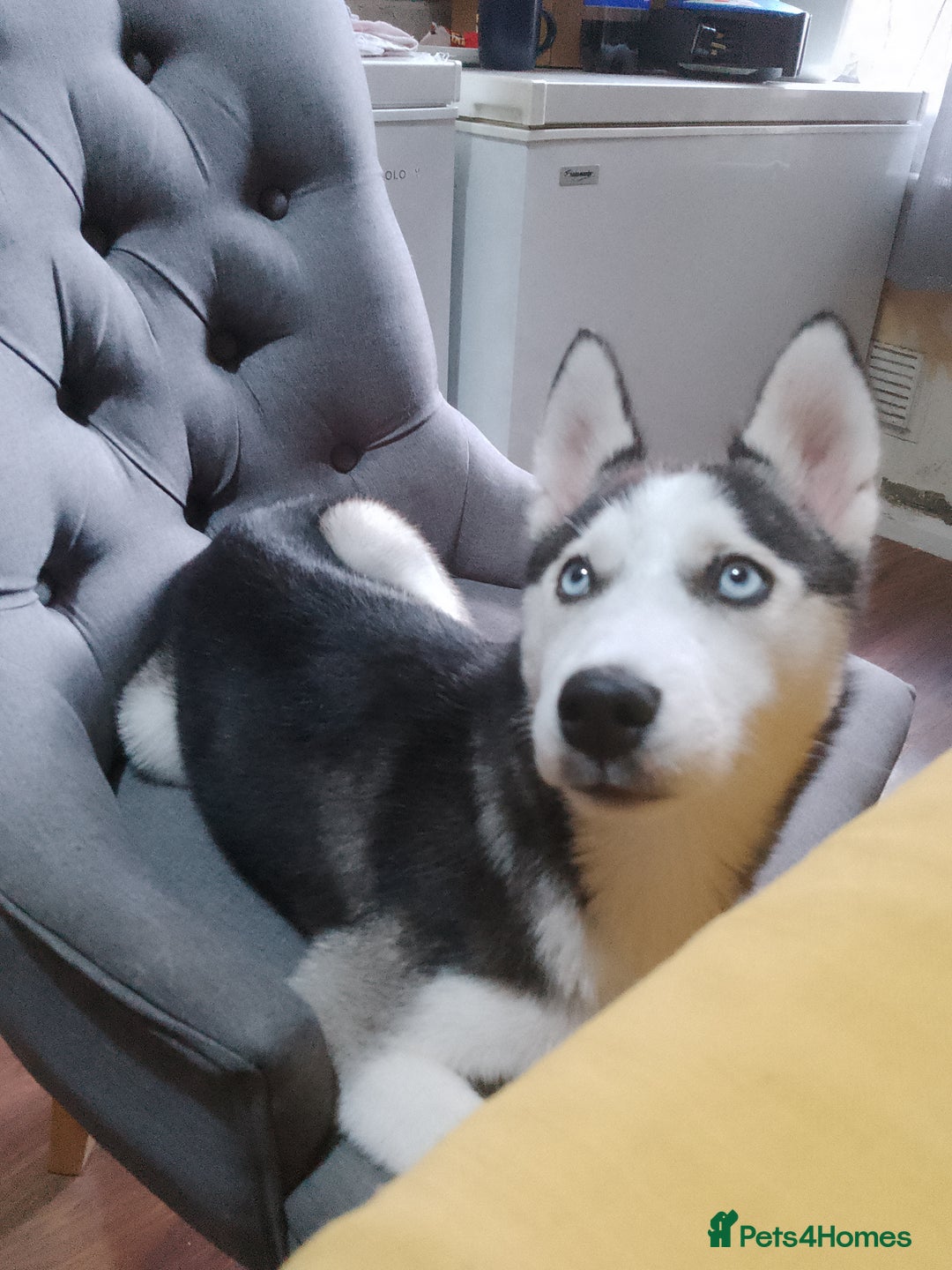 Siberian Husky dogs for sale: ONLY 3 PUPPIES LEFT!!! - Image 14