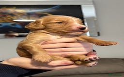 Cocker Spaniel dogs for sale: Red Cocker Spaniel Puppies - Image 31
