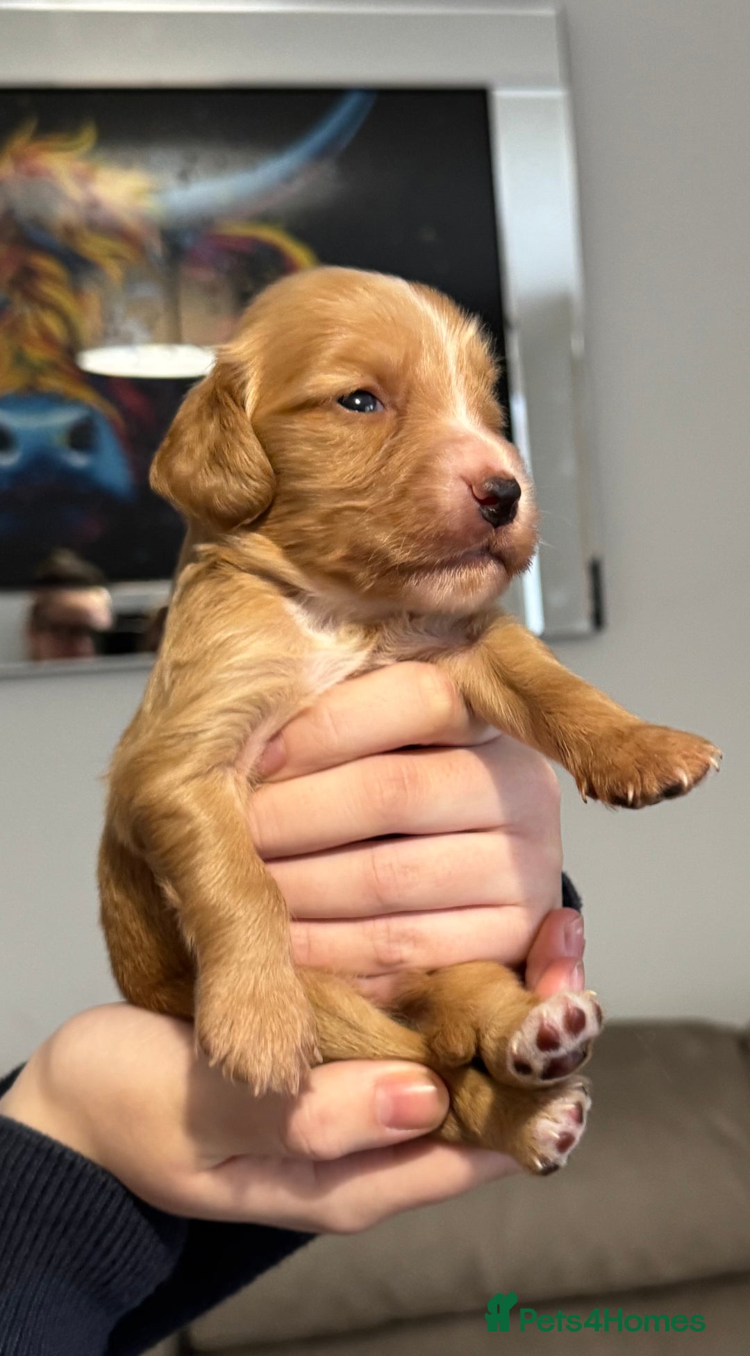 Cocker Spaniel dogs for sale: Red Cocker Spaniel Puppies - Image 31