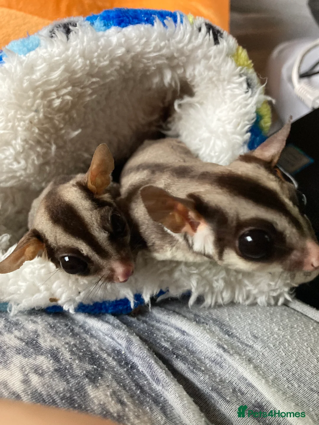 Sugar Glider rodents for sale: 3 female sugar gliders and set up - Advert 16