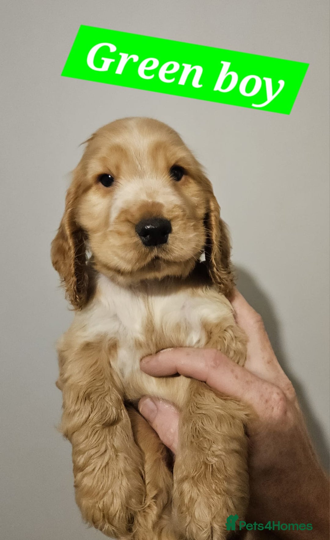 Cocker Spaniel dogs for sale: READY NOW ! Kc reg show cockers - Advert 9