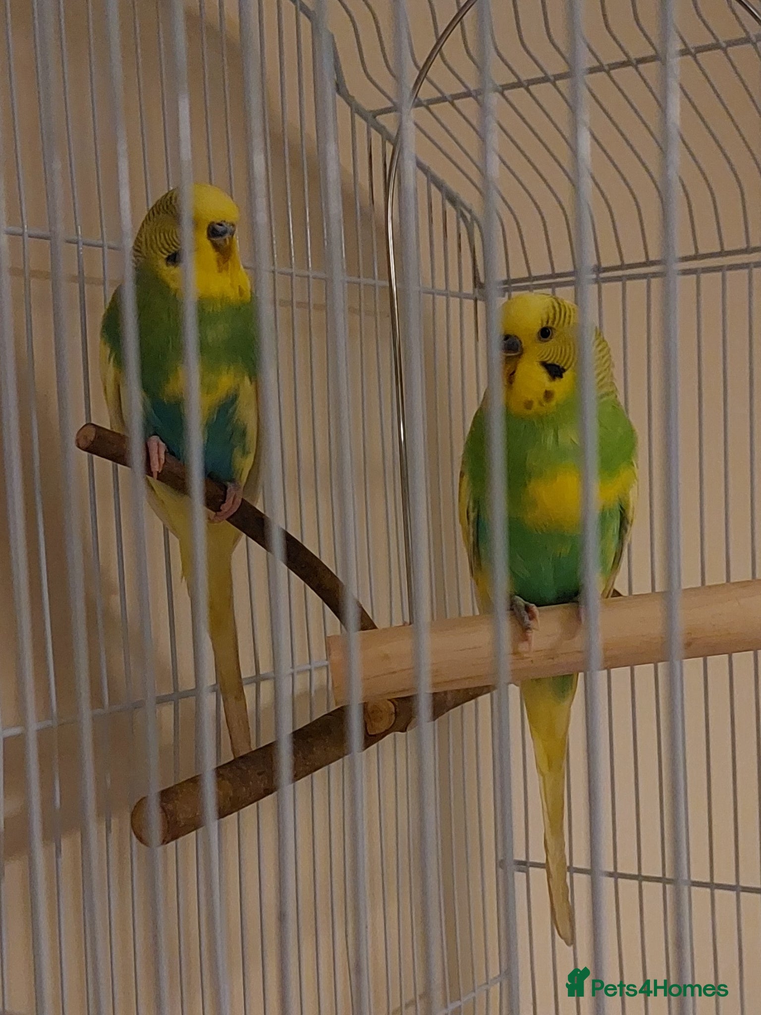 Budgerigars birds Bonded pair of male budgies - Advert 2