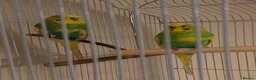 Budgerigars birds for sale: Bonded pair of male budgies in Buckingham - Advert 2