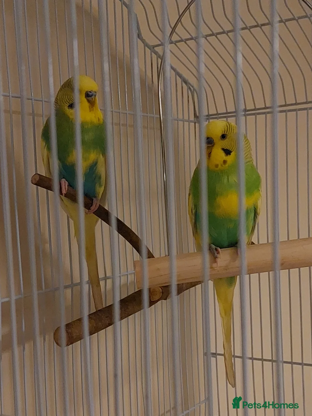 Budgerigars birds for sale: Bonded pair of male budgies in Buckingham - Advert 2