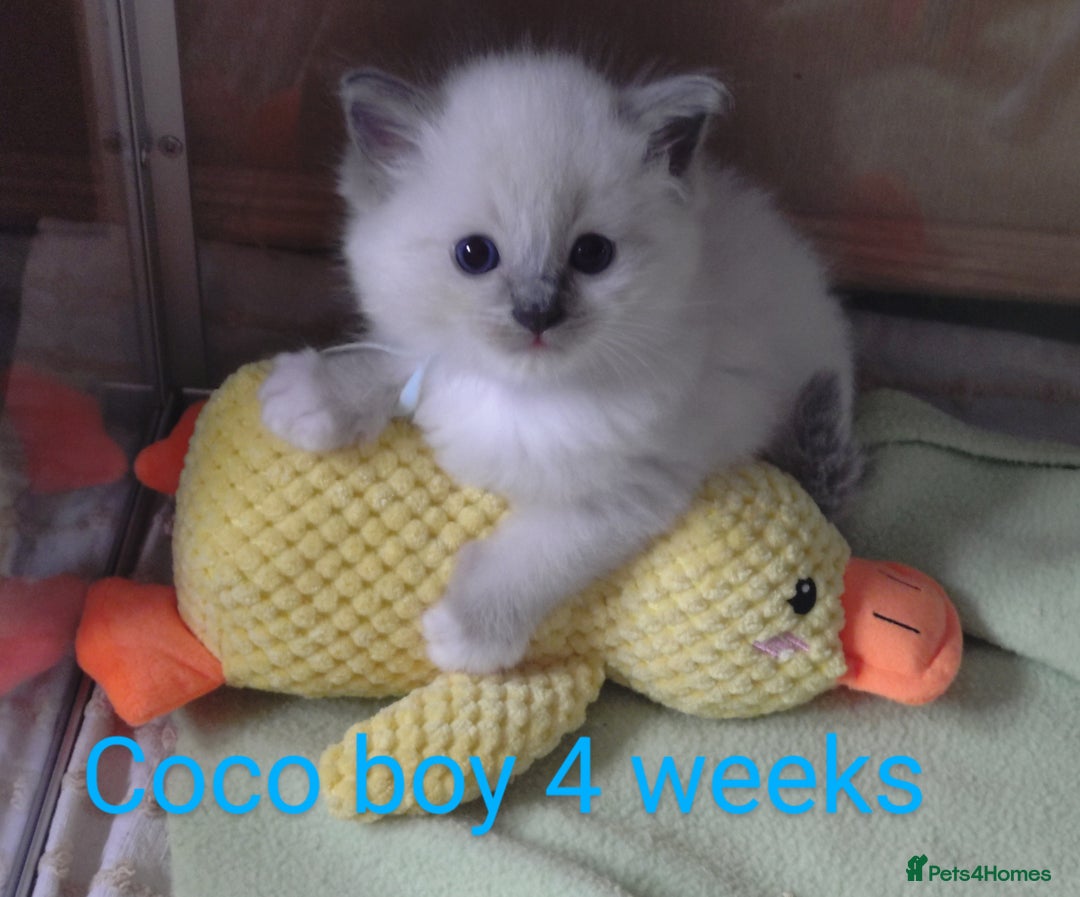 Ragdoll cats for sale: GCCF pedigree ragdoll kittens for sale £850 -£1100 - Image 23