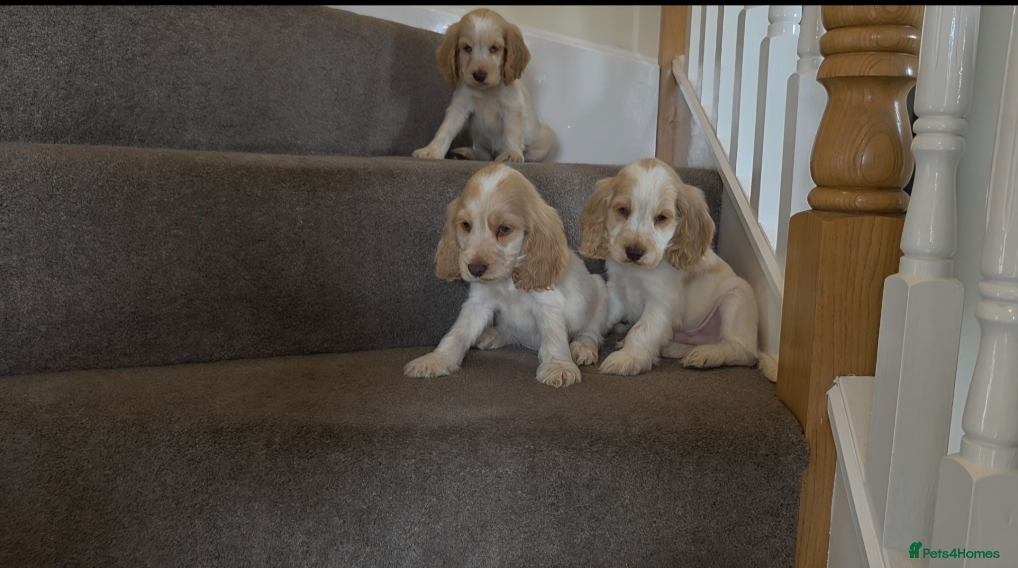 Cocker Spaniel dogs Beautiful kc reg show cockers READY NOW  - Advert 1