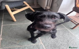 Mixed Breed dogs for adoption: 🐾 Meet Yukon – Your New Best Friend! 🐾 - Image 4