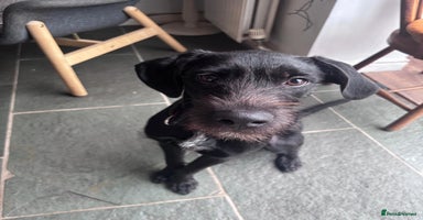 Mixed Breed dogs - Advert 6