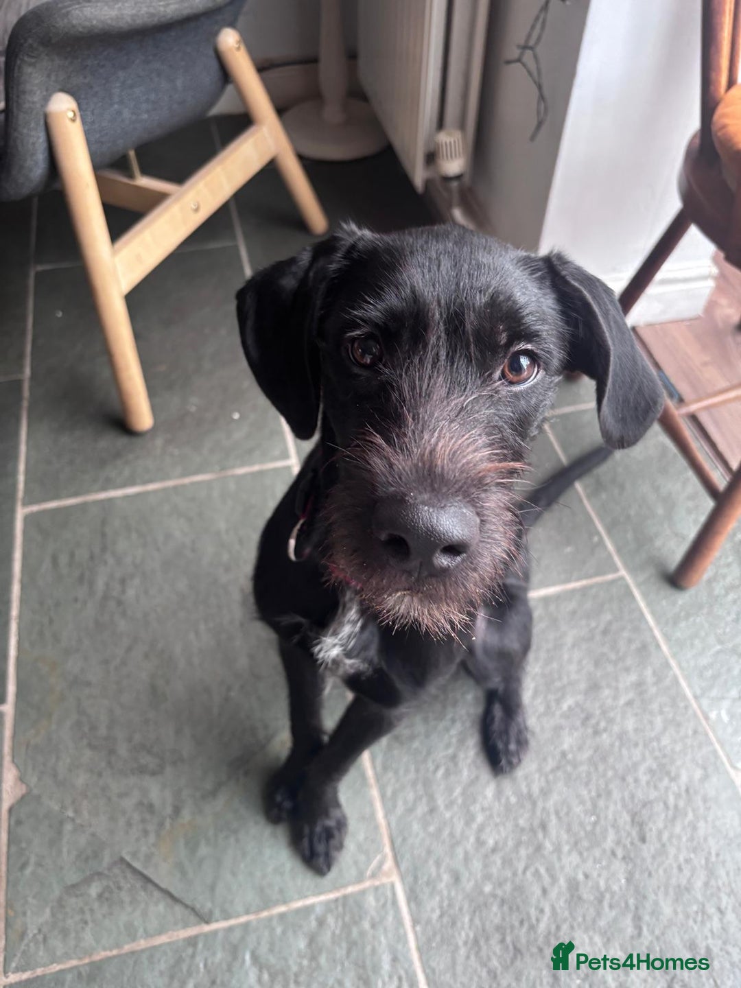 Mixed Breed dogs for adoption: 🐾 Meet Yukon – Your New Best Friend! 🐾 - Image 4