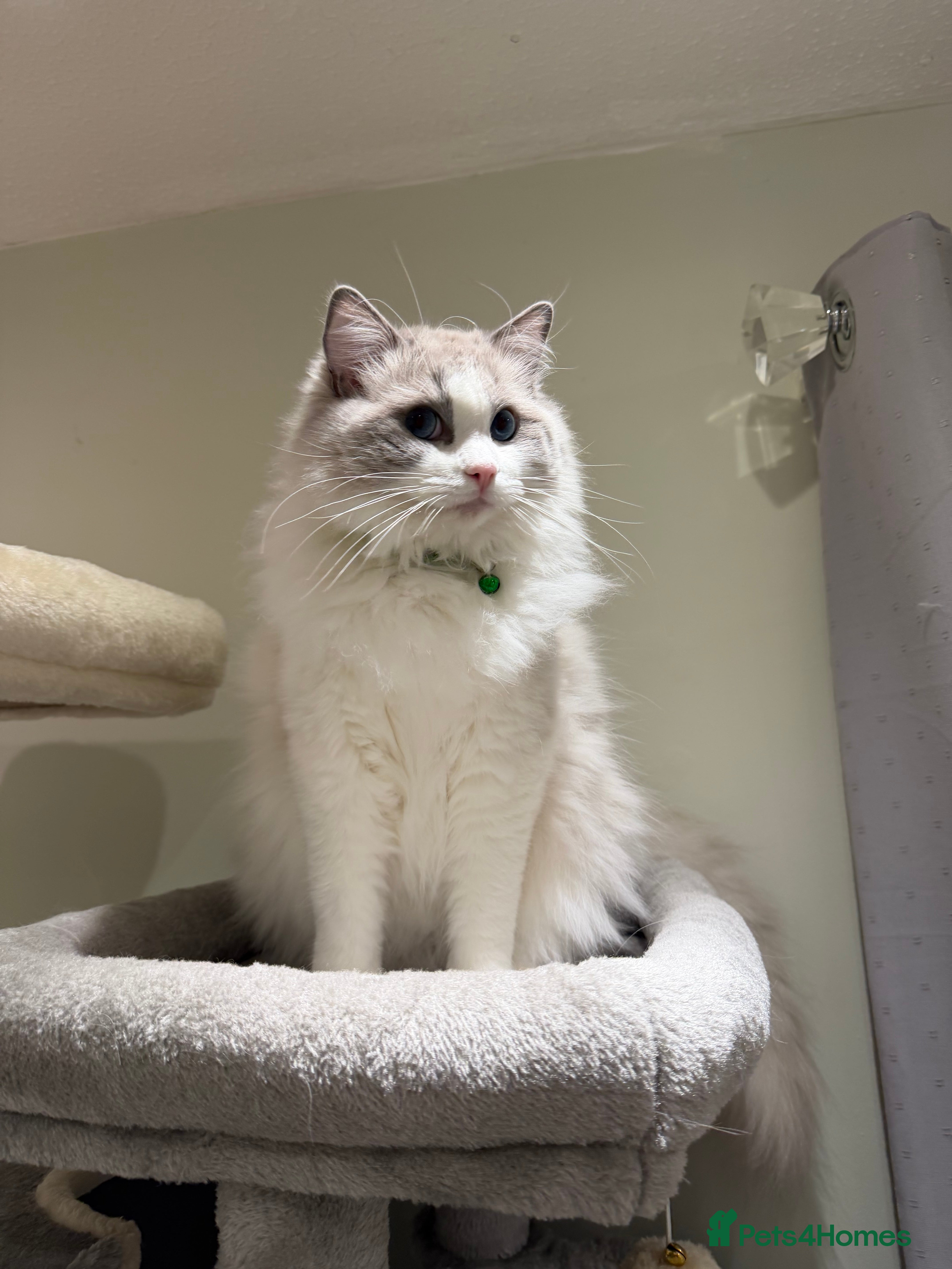 Ragdoll cats Beautiful Bi-Colour Stud GCCF Registered (Active) - Advert 1