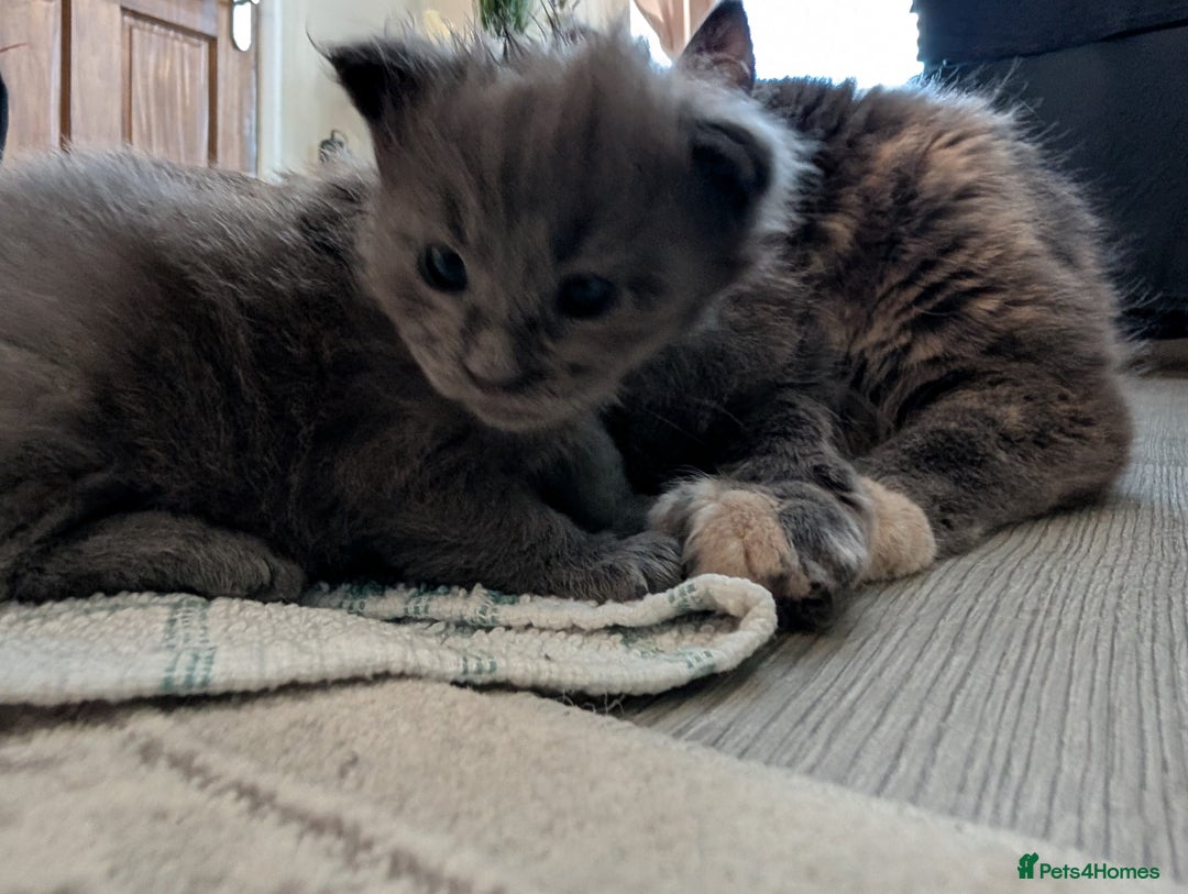 Maine Coon cats for sale: Beautiful Maine Coon Kittens - Image 11