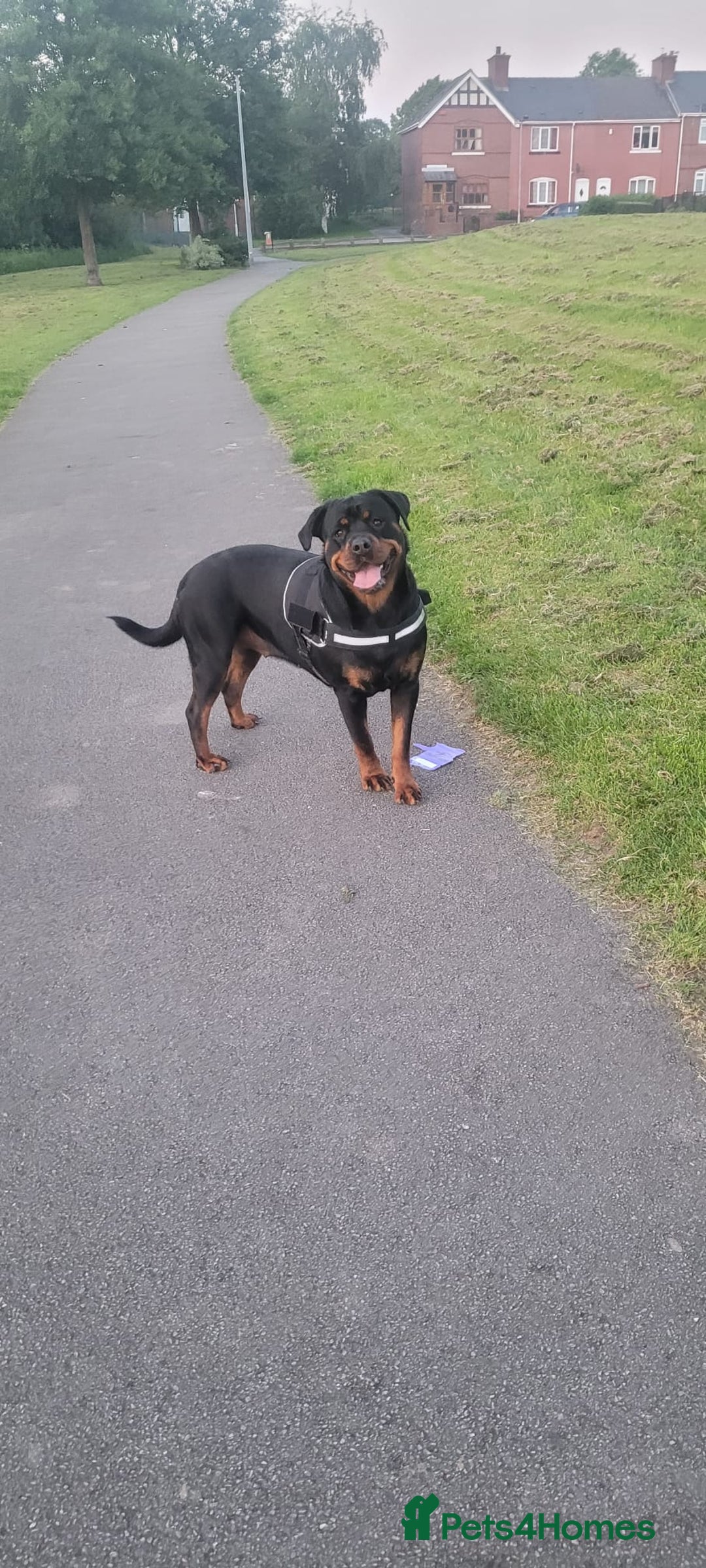 Rottweiler dogs for sale: Chunky Rottweiler puppies for sale  - Advert 6