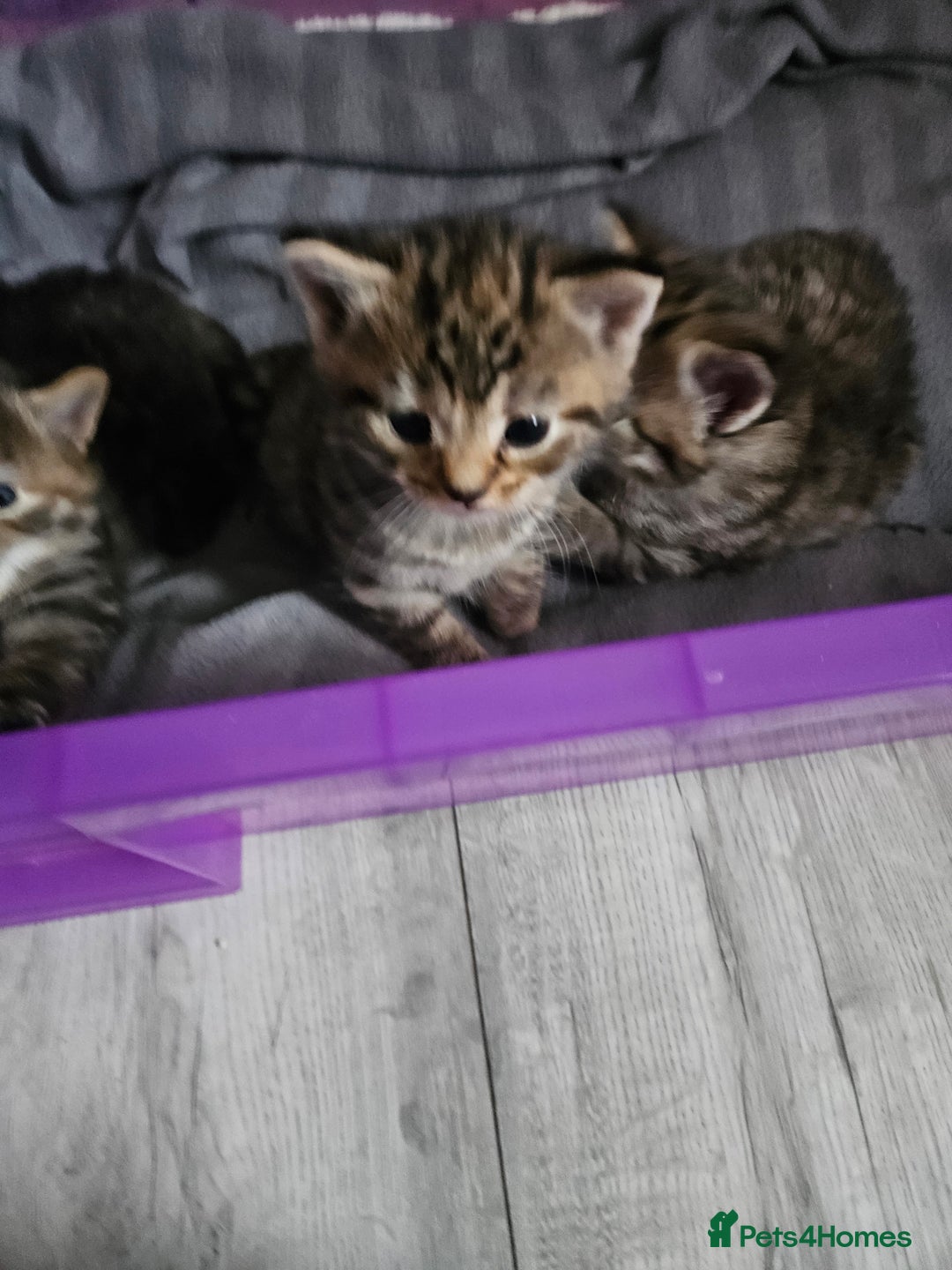Bengal cats for sale: bengal cross kittens - Advert 2