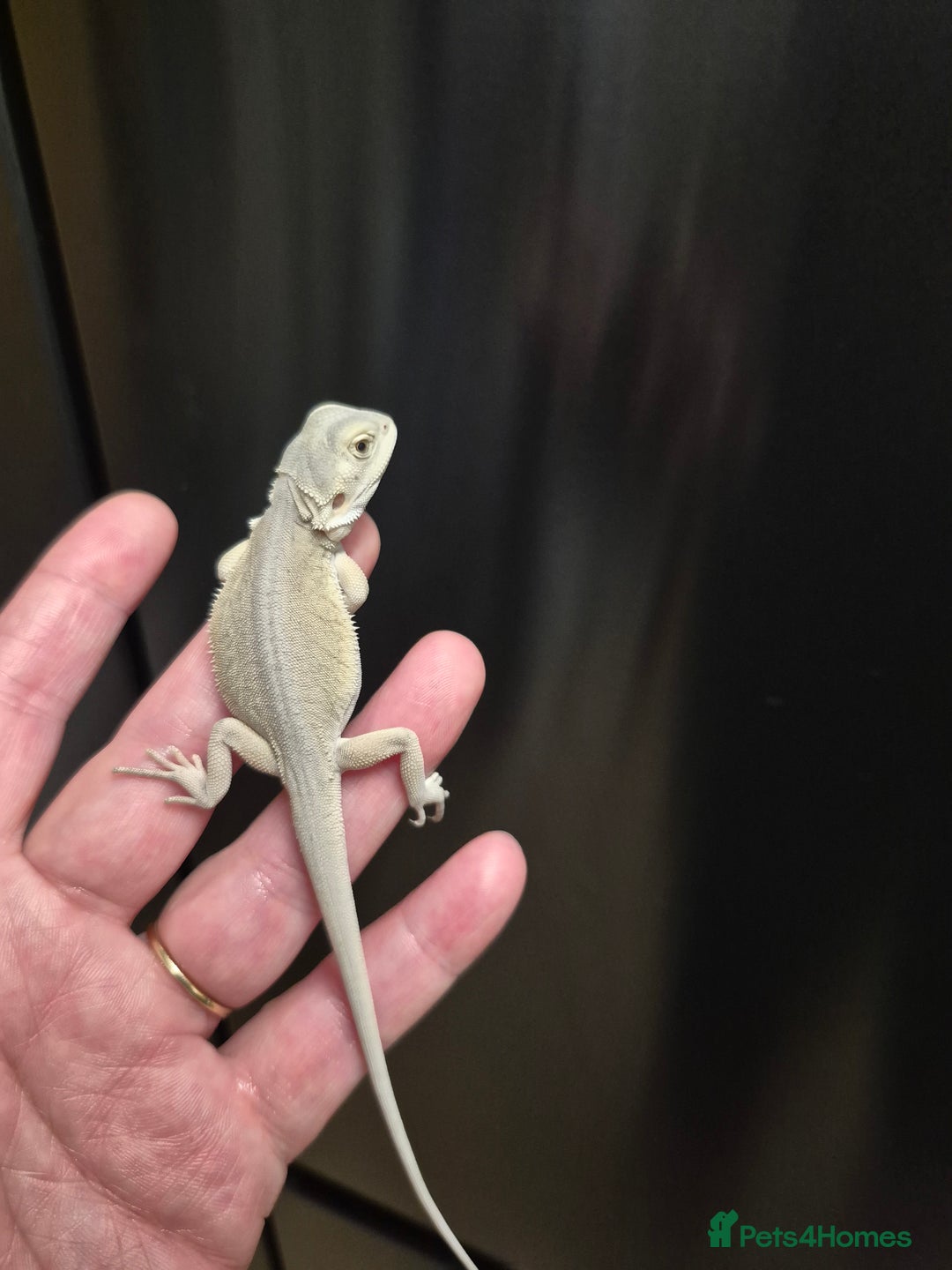Bearded Dragon reptiles for sale: Bearded dragons  babies  - Advert 38