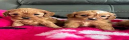 Cavapoo dogs for sale: Beautiful cavapoos  - Advert 10
