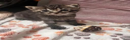 Mixed Breed cats for sale: Ragdoll mixed breed kittens for sale  - Advert 12